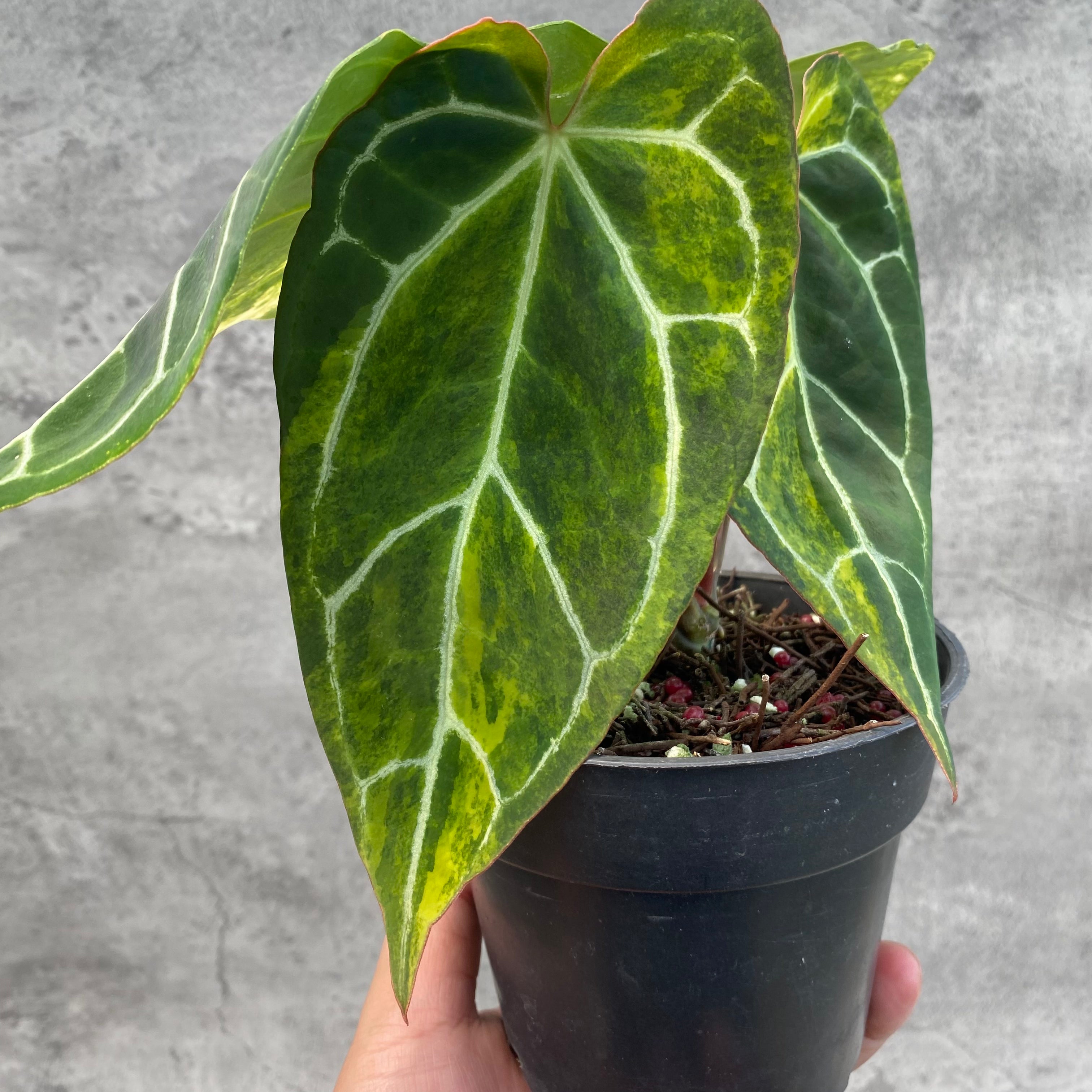 RP65-8 Anthurium Crystallinum Variegated