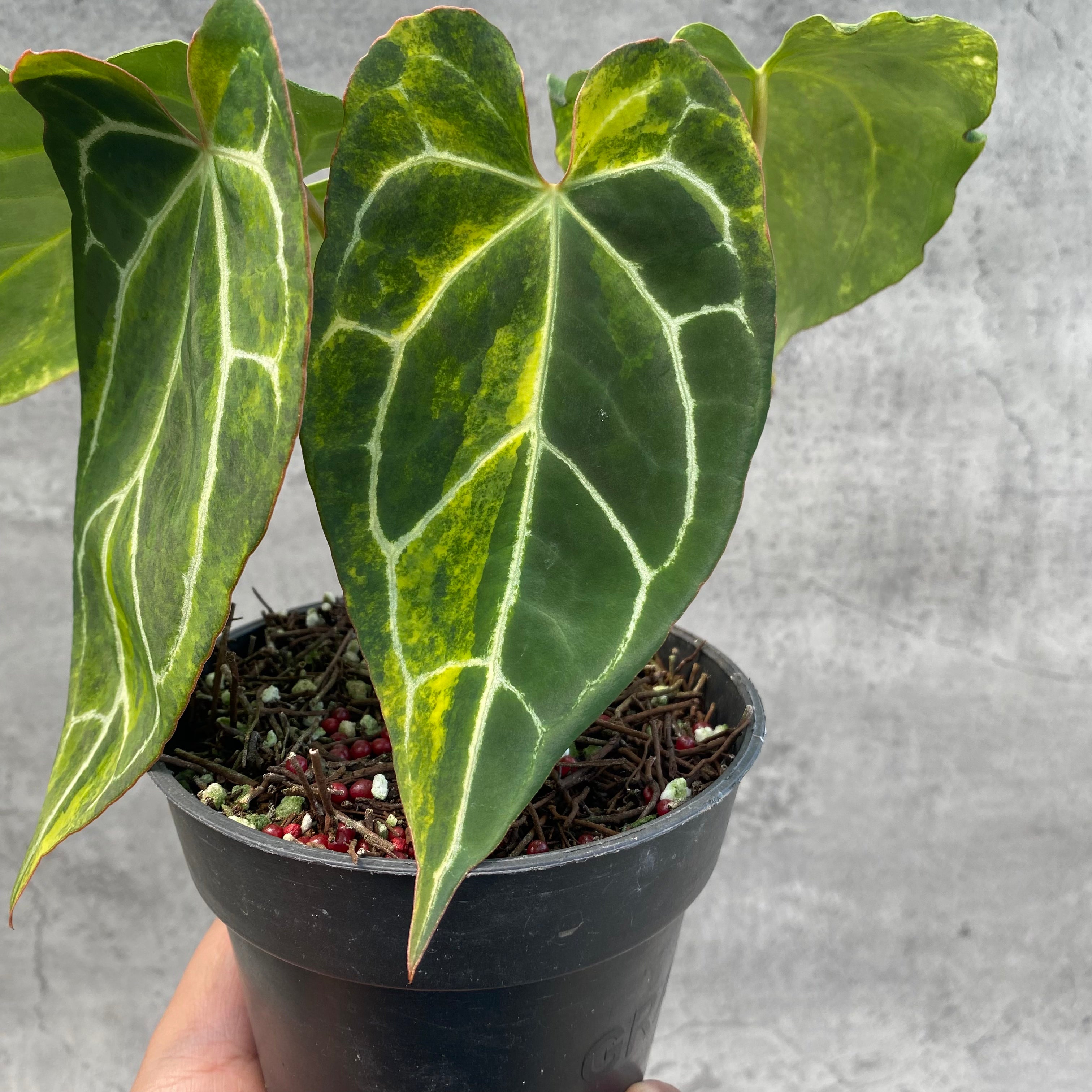 RP65-8 Anthurium Crystallinum Variegated