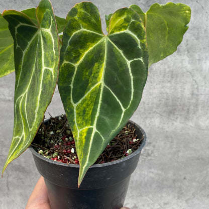 RP65-8 Anthurium Crystallinum Variegated