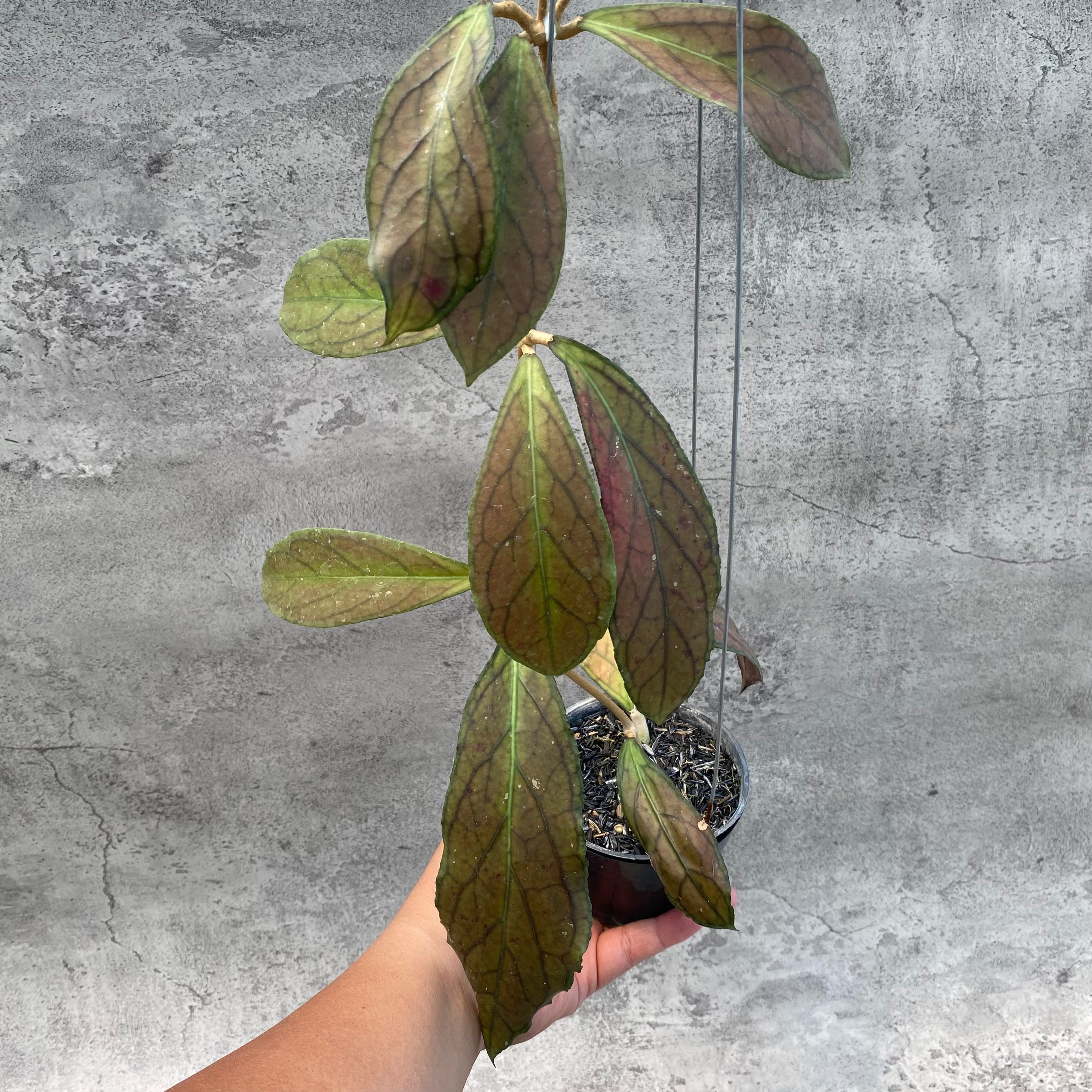 RP36-8 Hoya SP Tanggamus Red