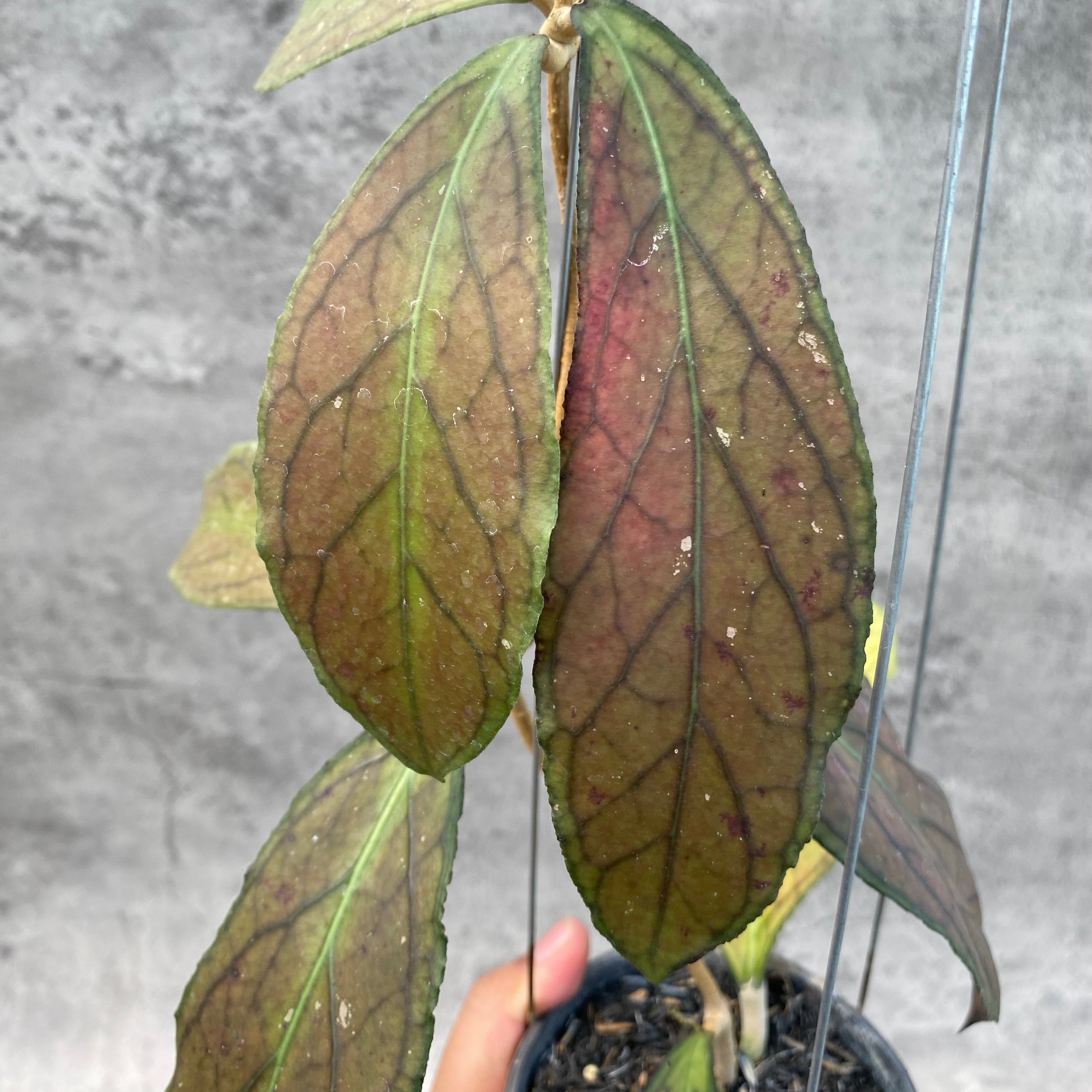 RP36-8 Hoya SP Tanggamus Red