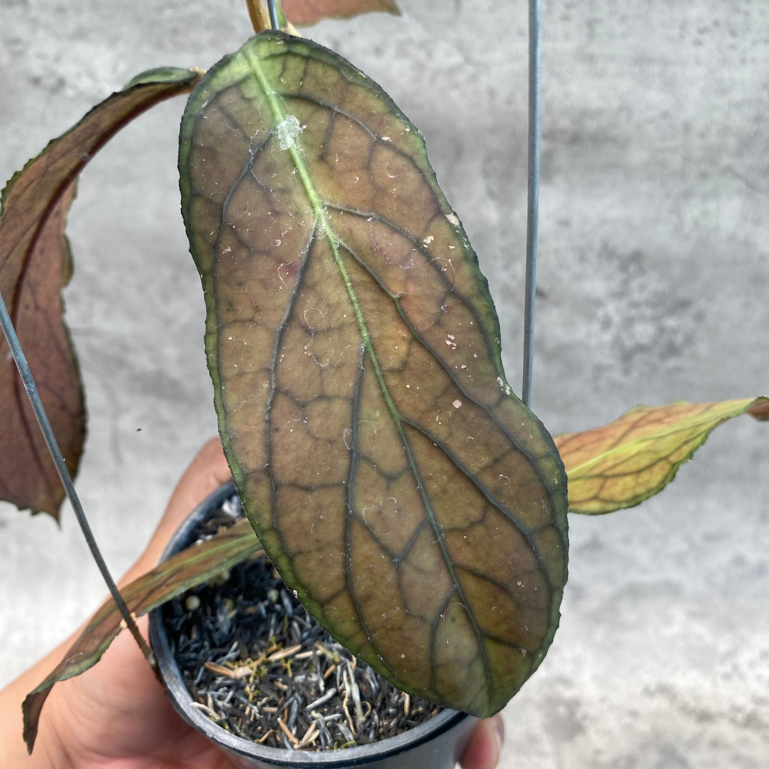 RP36-8 Hoya SP Tanggamus Red