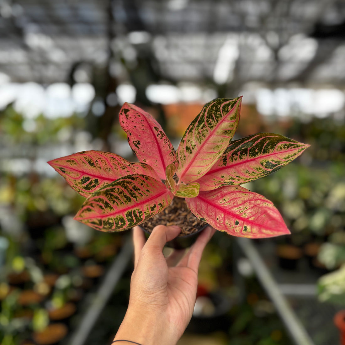 Aglaonema Pride of Sumatra Mutation