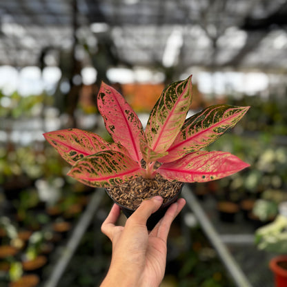 aglaonema red sumatra care Aglaonema Pictum Bicolor