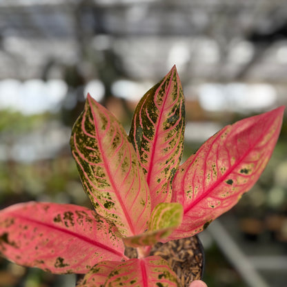 Aglaonema Pride of Sumatra Mutation