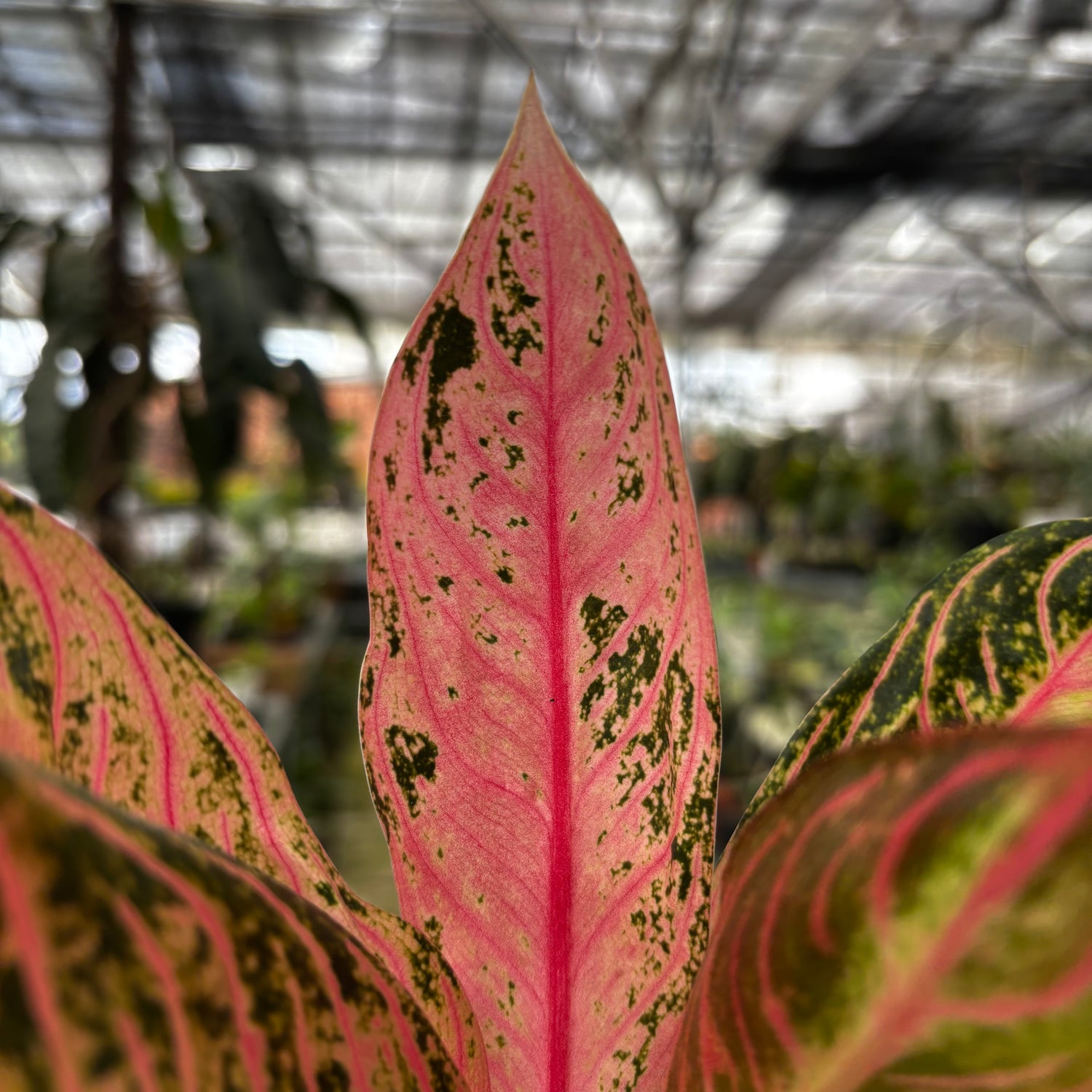 aglaonema pink emerald Aglaonema Pictum Bicolor