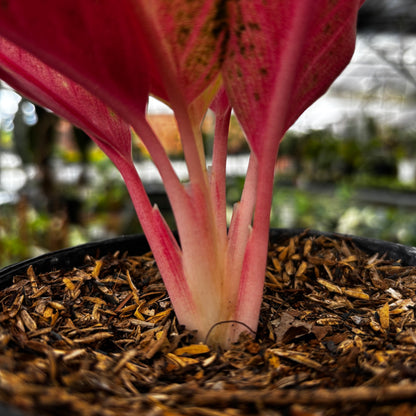 Aglaonema Pride of Sumatra Mutation