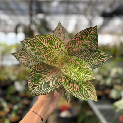 Aglaonema Pictum Bicolor | Greenspaces.id
