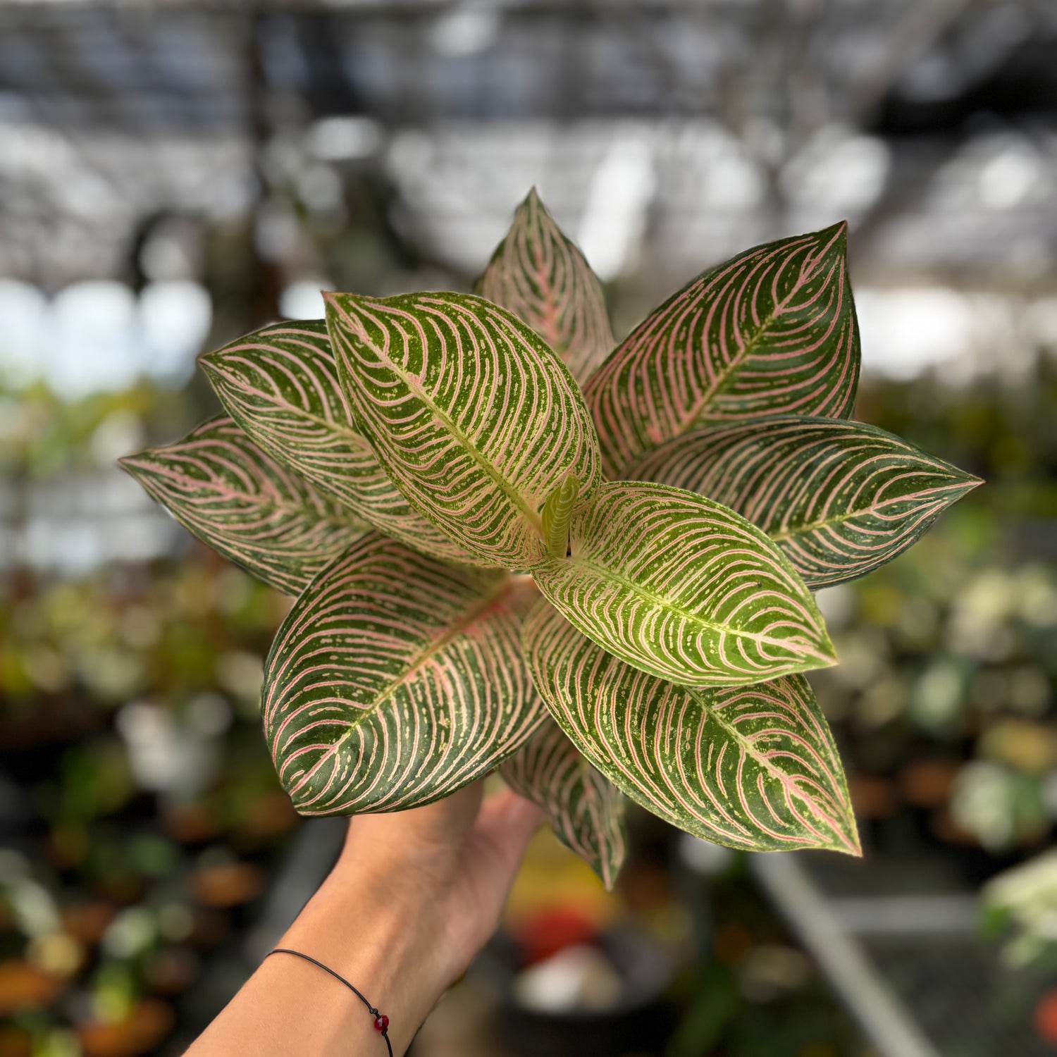 Aglaonema Pictum Bicolor | Greenspaces.id Aglaonema Pictum Bicolor | Greenspaces.id