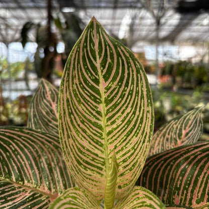 Aglaonema Pictum Bicolor | Greenspaces.id