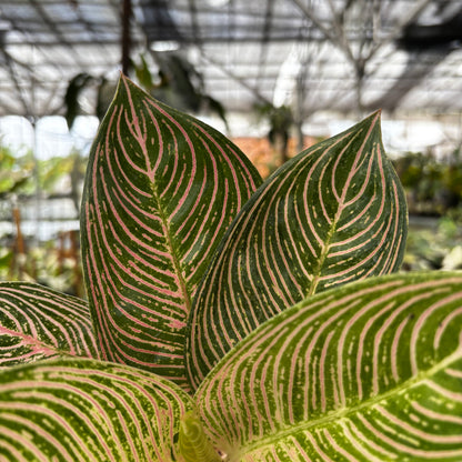 Aglaonema Golden Hope