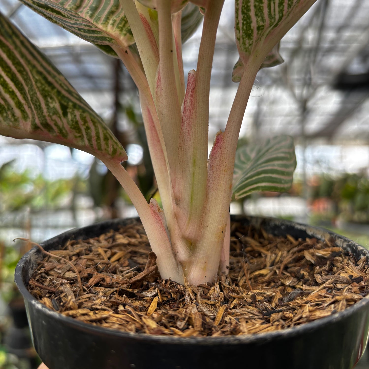 aglaonema golden hope Aglaonema Pictum Bicolor