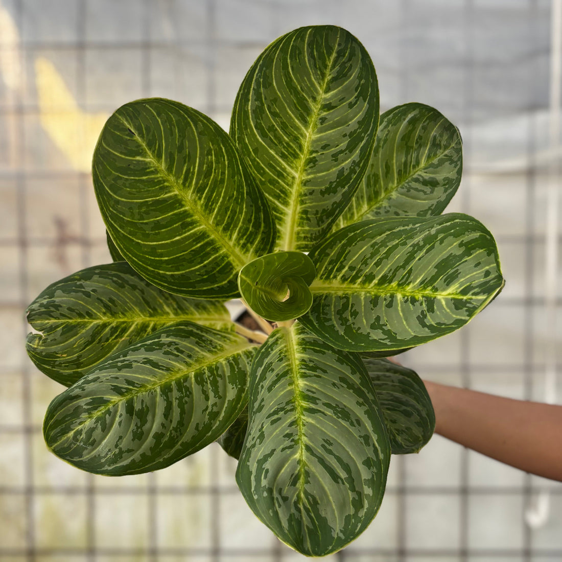 Aglaonema Green Arha Big