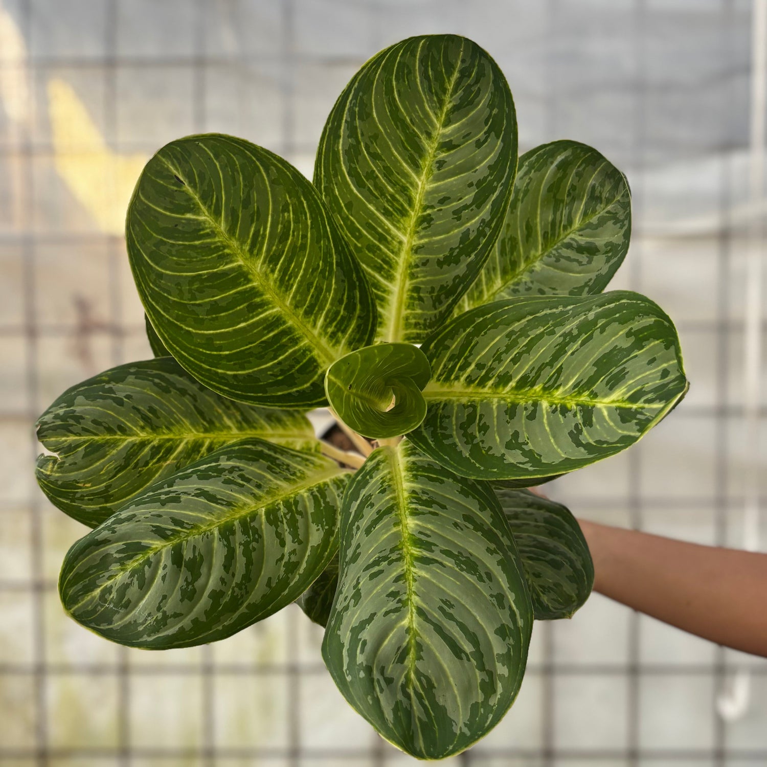 aglaonema big Aglaonema Green Arha Big