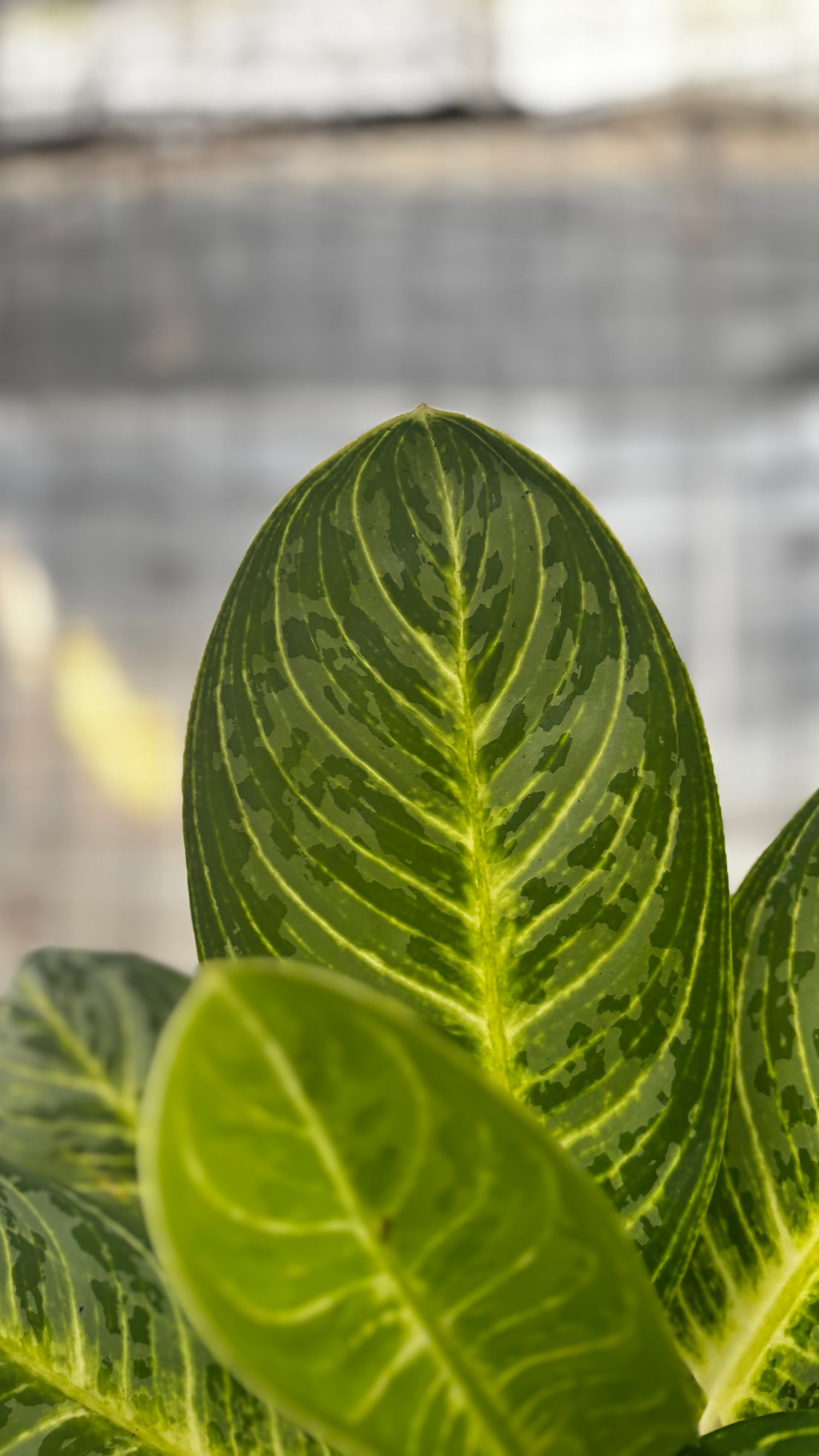 Aglaonema Green Arha Big