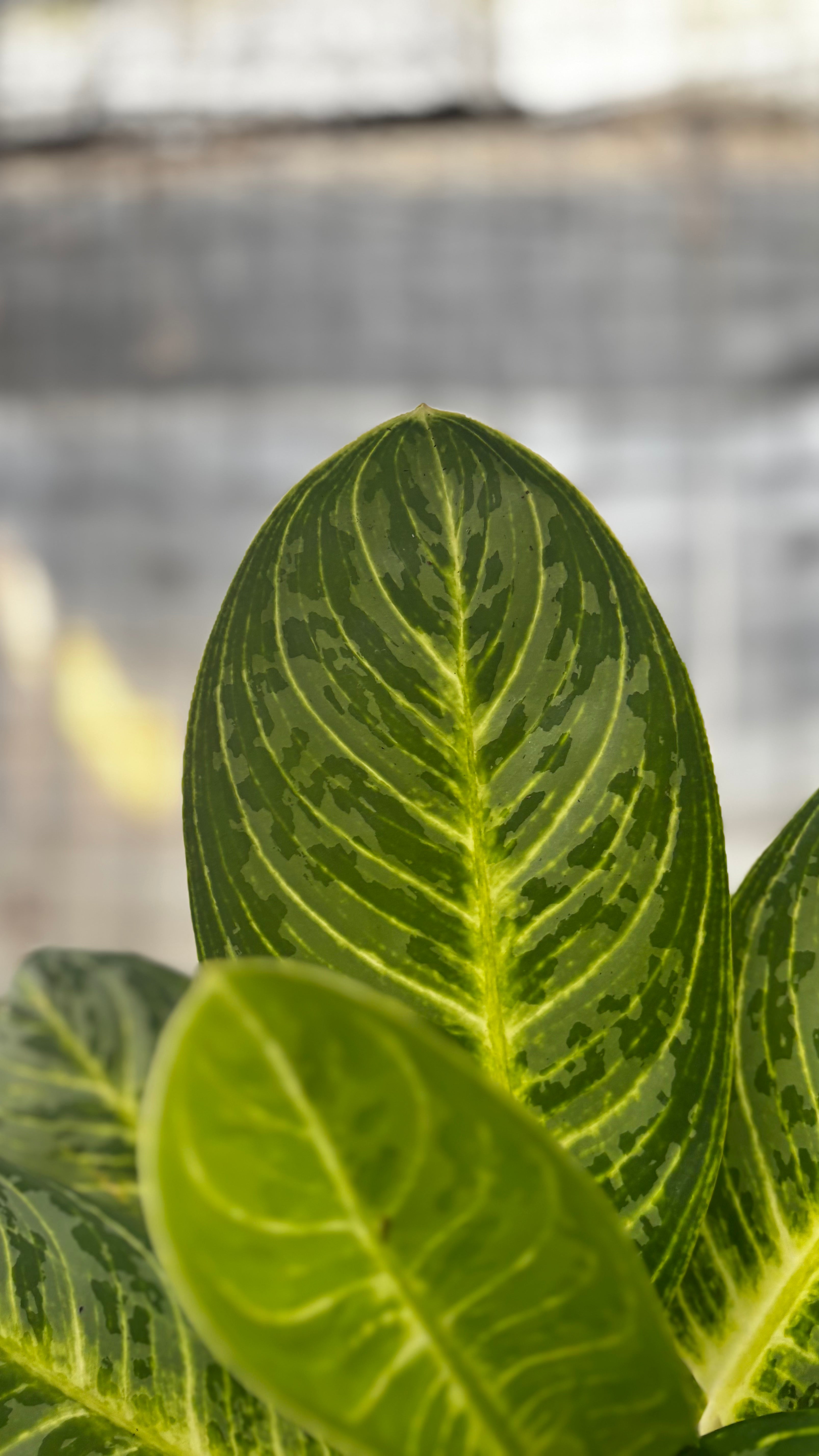 Aglaonema Green Arha Big