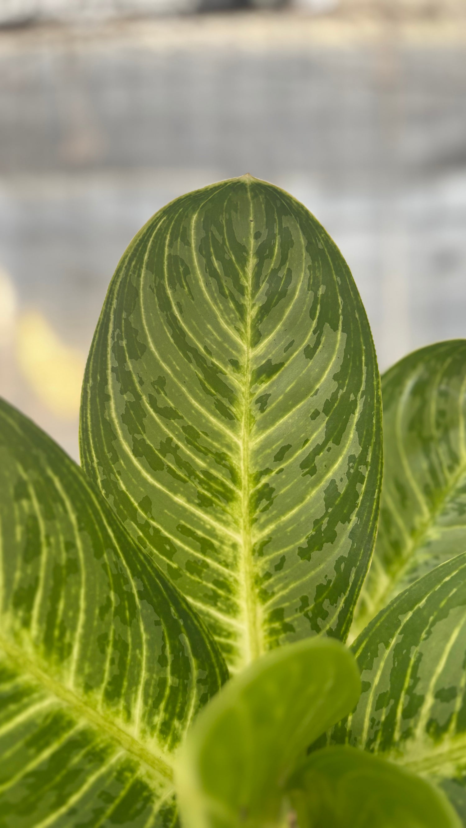 Aglaonema Green Arha Big