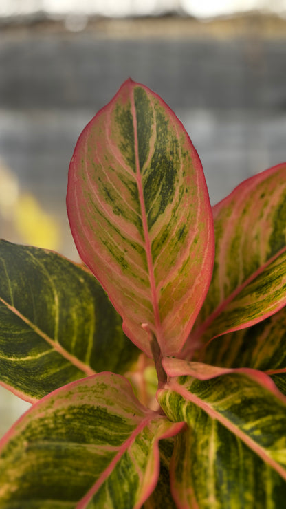 Aglaonema Dejavu