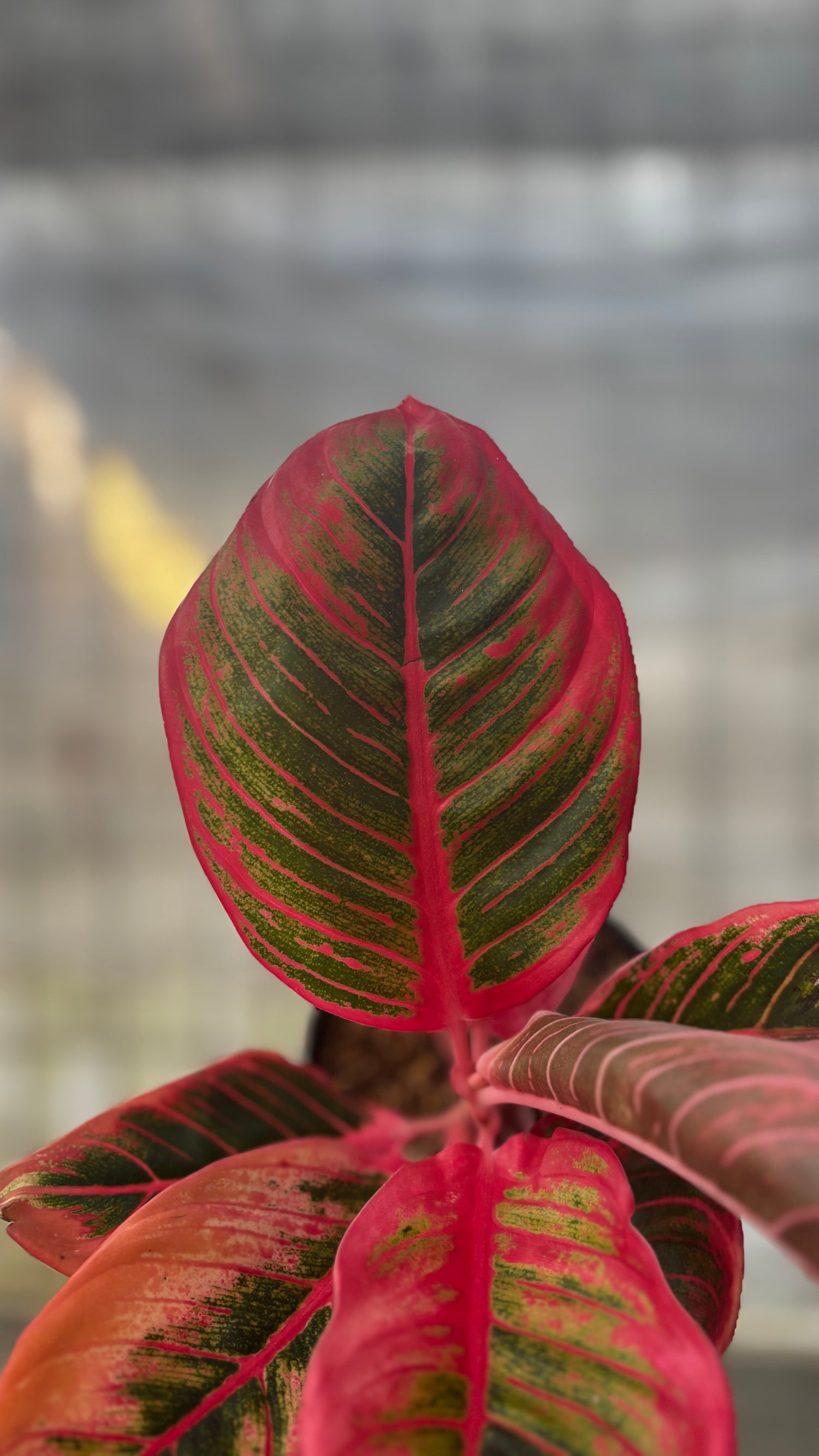 aglaonema khanza pink Aglaonema Khanza