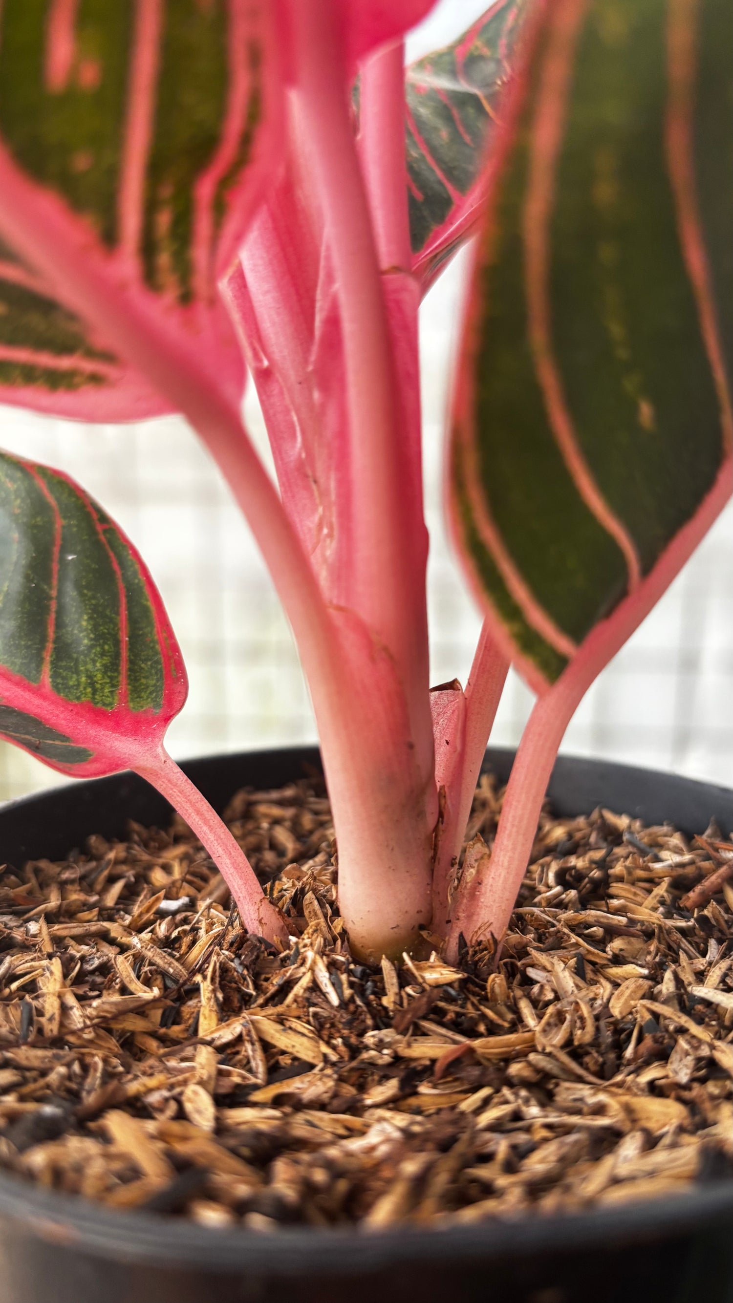 aglaonema canza Aglaonema Khanza