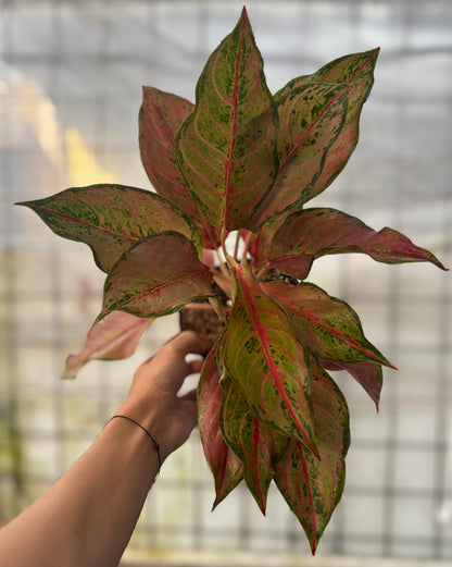 Aglaonema Sweet Mary