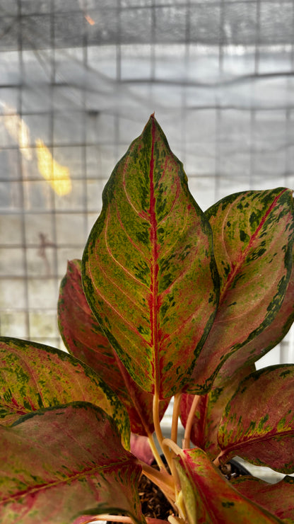 Aglaonema Sweet Mary
