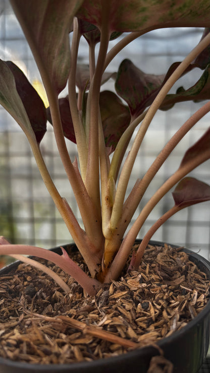 Aglaonema Sweet Mary