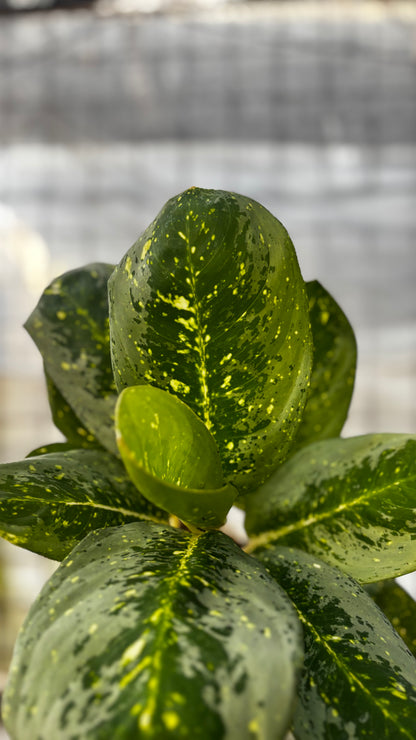 Aglaonema Milky Way