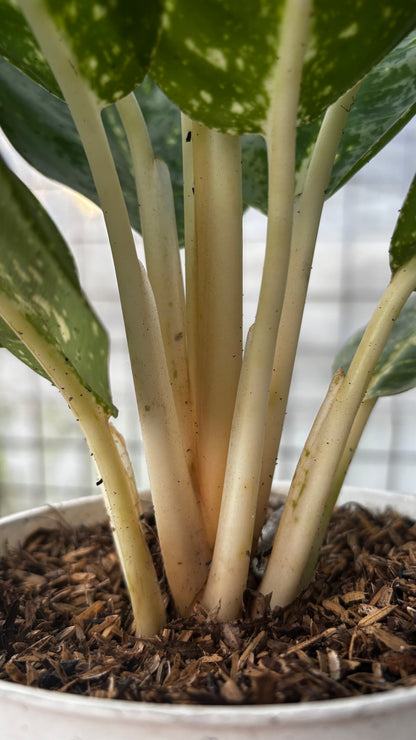 Aglaonema Milky Way