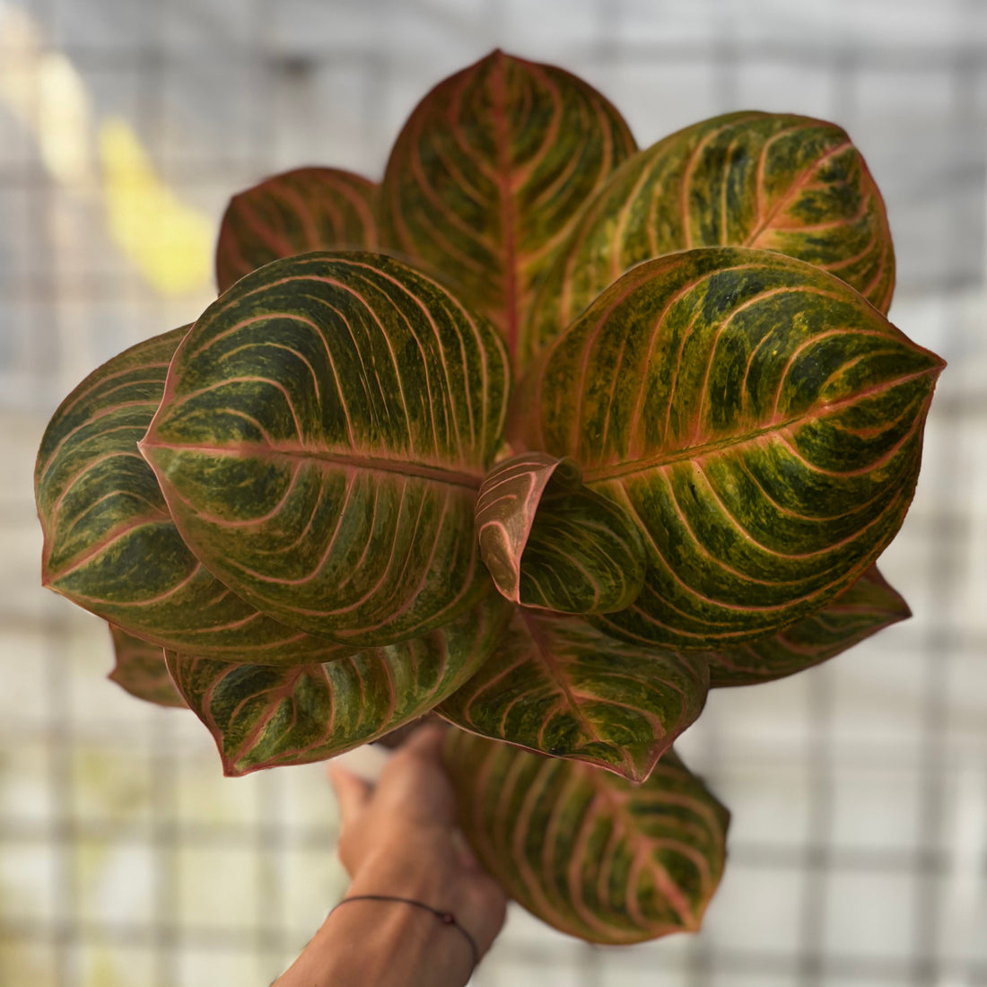 Aglaonema Rinjani
