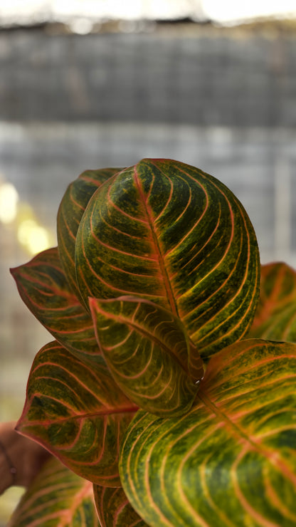 Aglaonema Rinjani