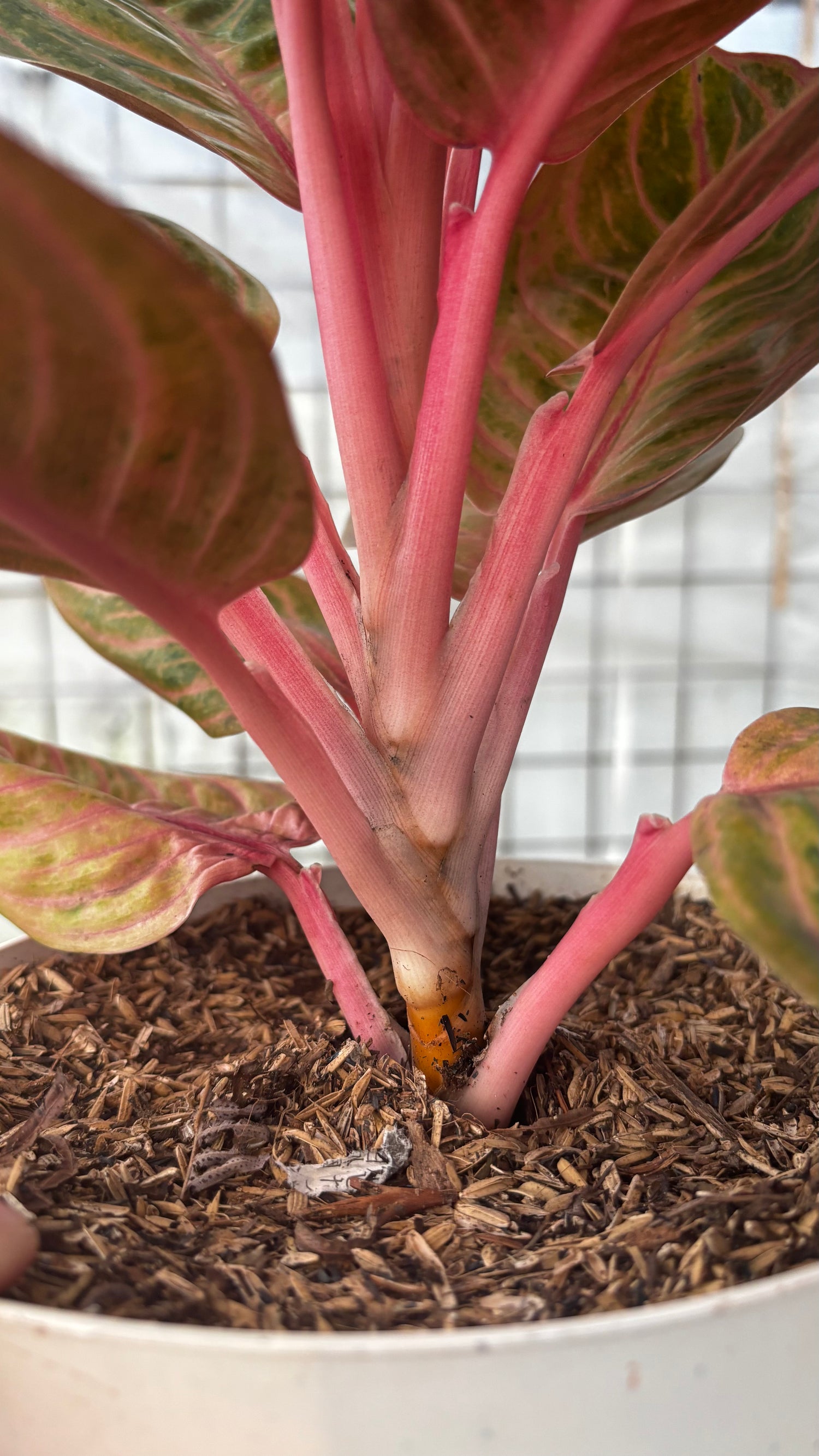 Aglaonema Rinjani