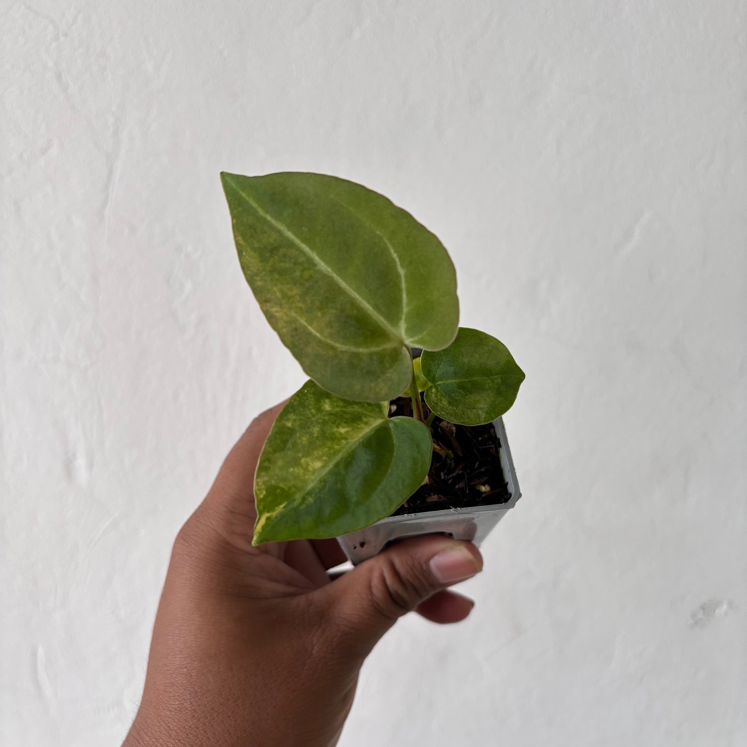 Anthurium Papilillaminum Pink x M x Purple BVIT
