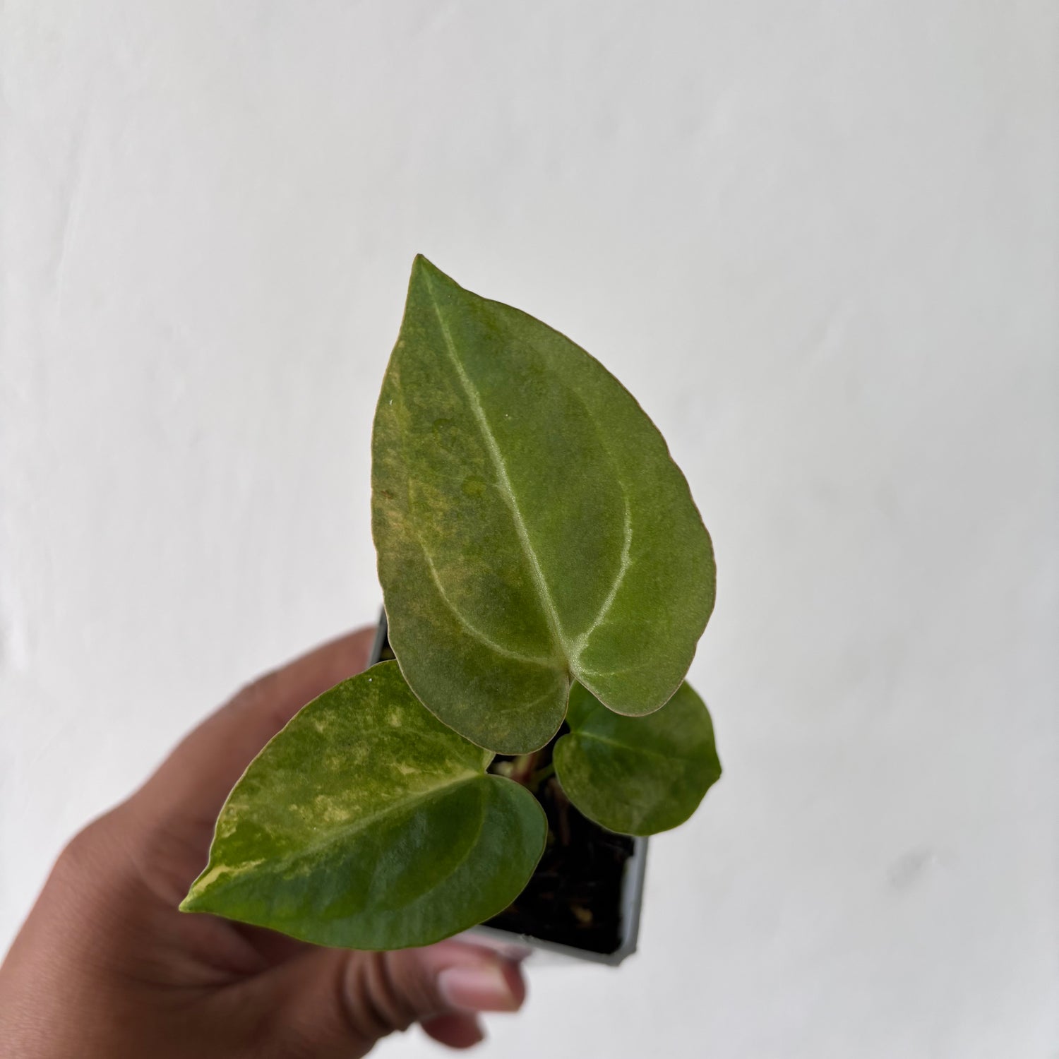 Anthurium Papilillaminum Pink x M x Purple BVIT