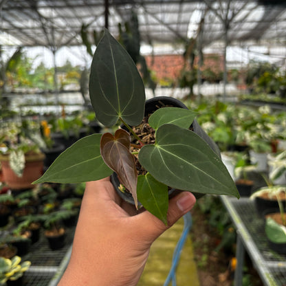 Anthurium Papillilaminum x Magnificum Seedling
