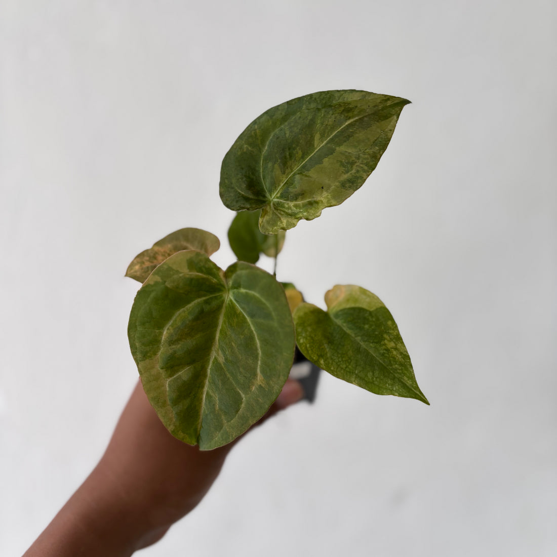 Anthurium Red Devil Variegated