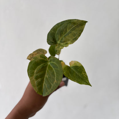 Anthurium Red Devil Variegated