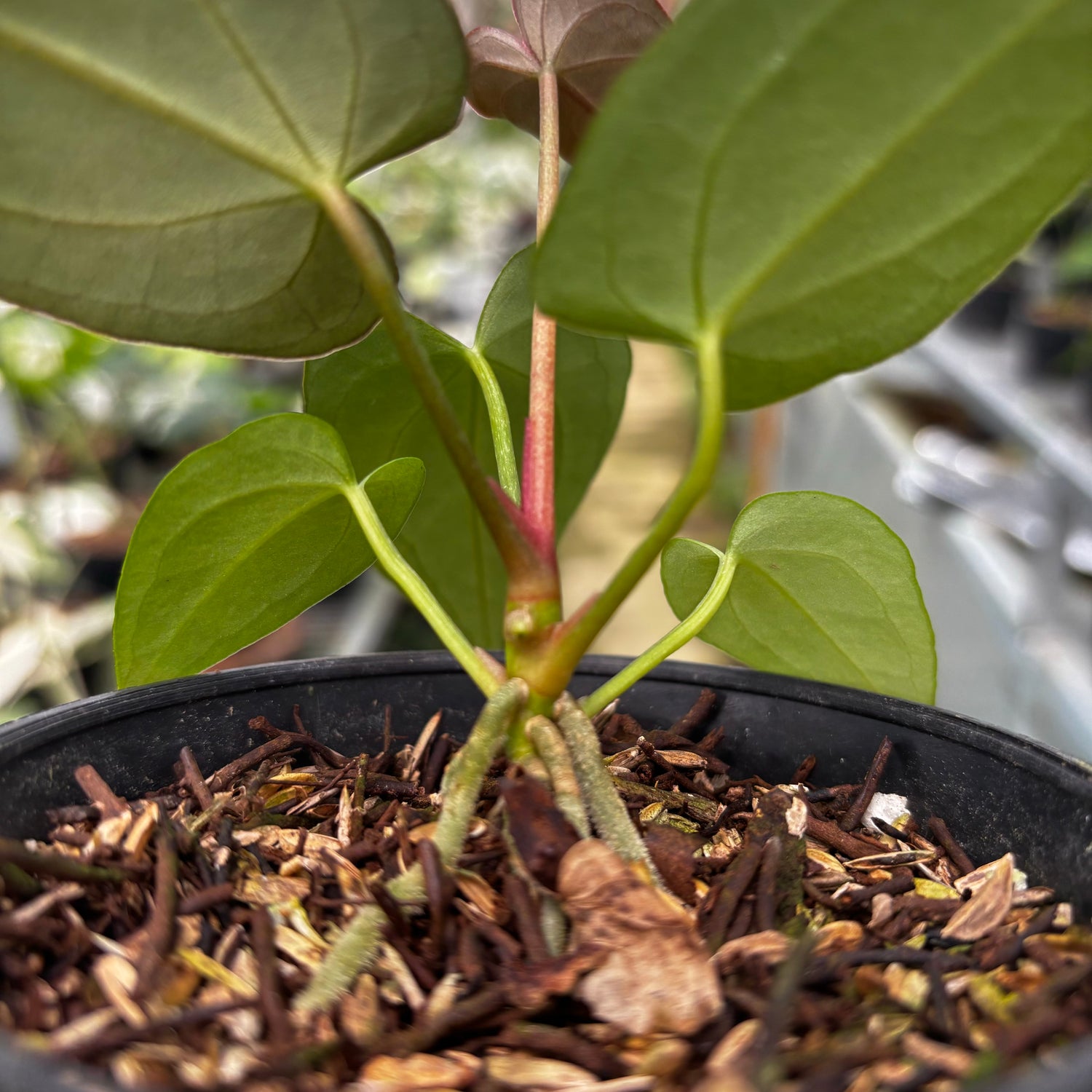 anthurium red magnificum x papillilaminum Anthurium Papillilaminum x Magnificum Seedling – Greenspaces.id