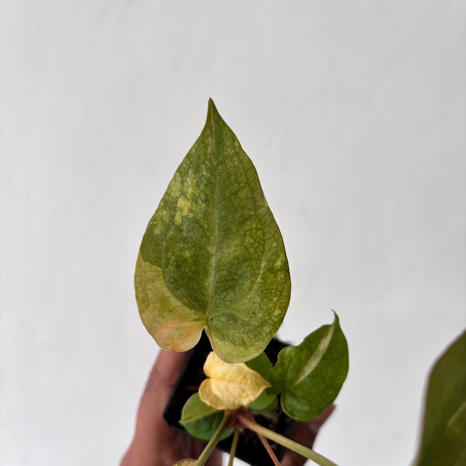 Anthurium Red Devil Variegated