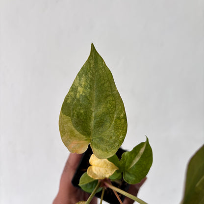 Anthurium Red Devil Variegated