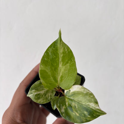 Anthurium Night Queen x Zara Michelle Variegated