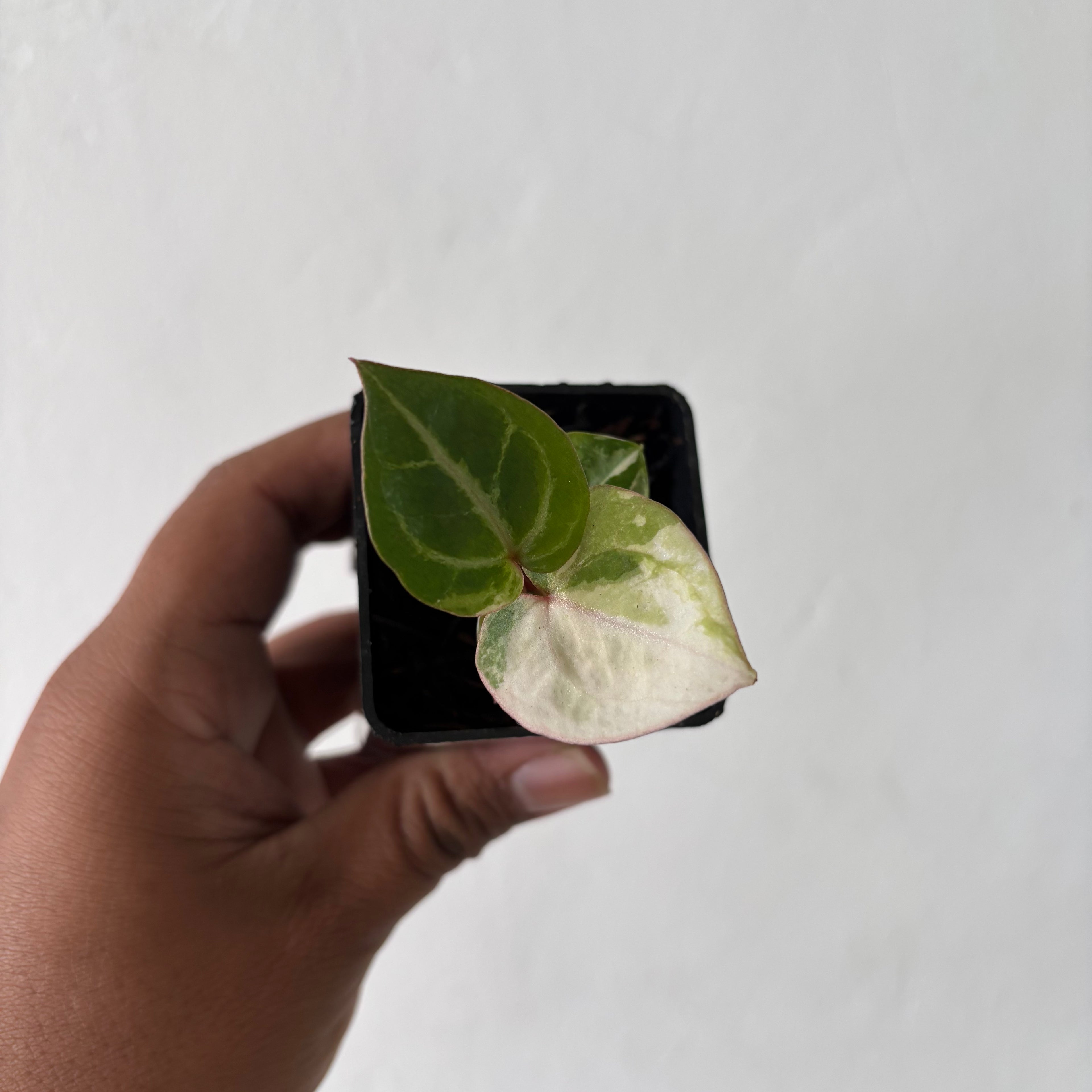 Anthurium TSG x HU Variegated