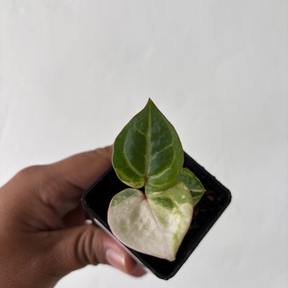Anthurium TSG x HU Variegated