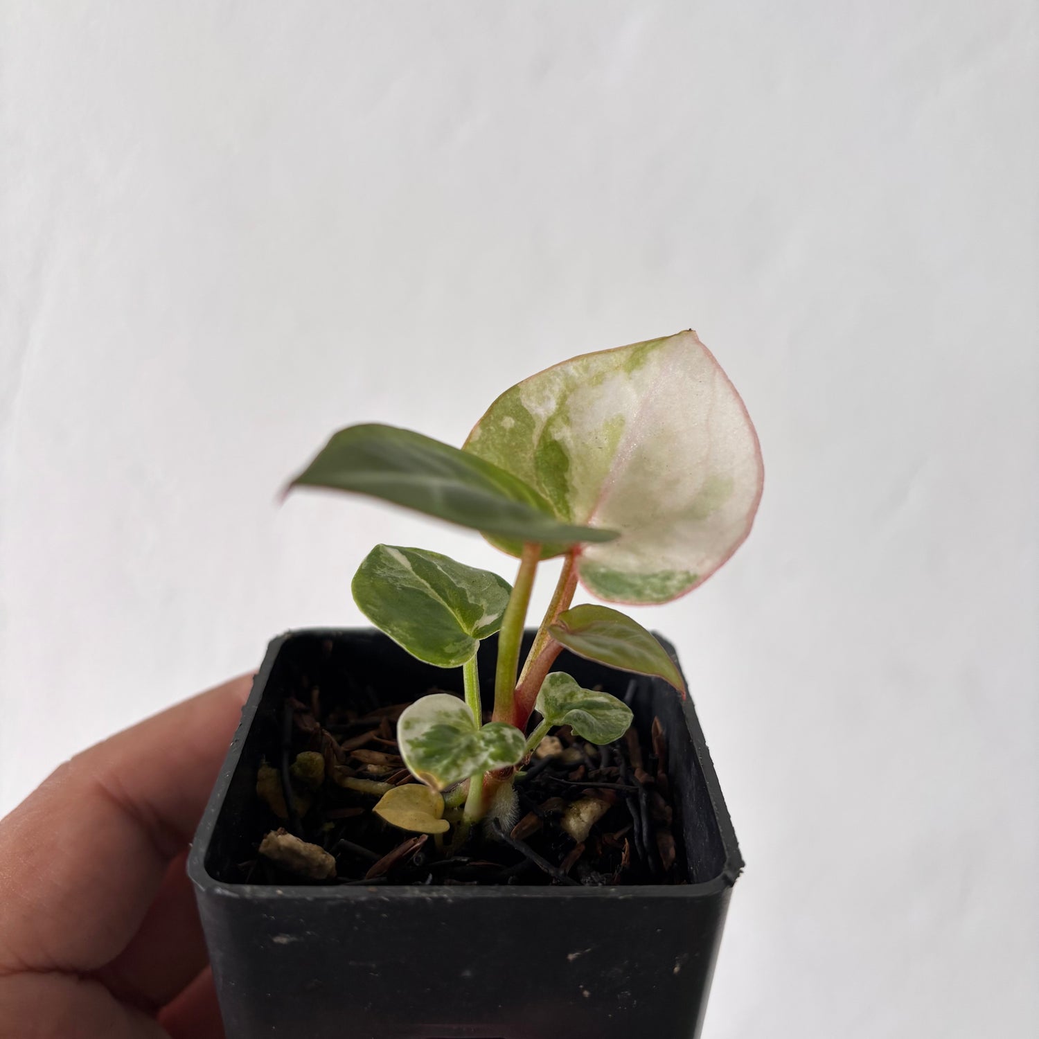 Anthurium TSG x HU Variegated