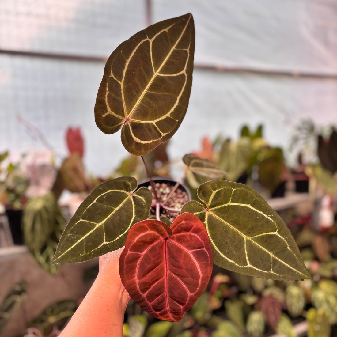 Anthurium Michelle Variegated x Michelle Red Velvel Cake Big Size