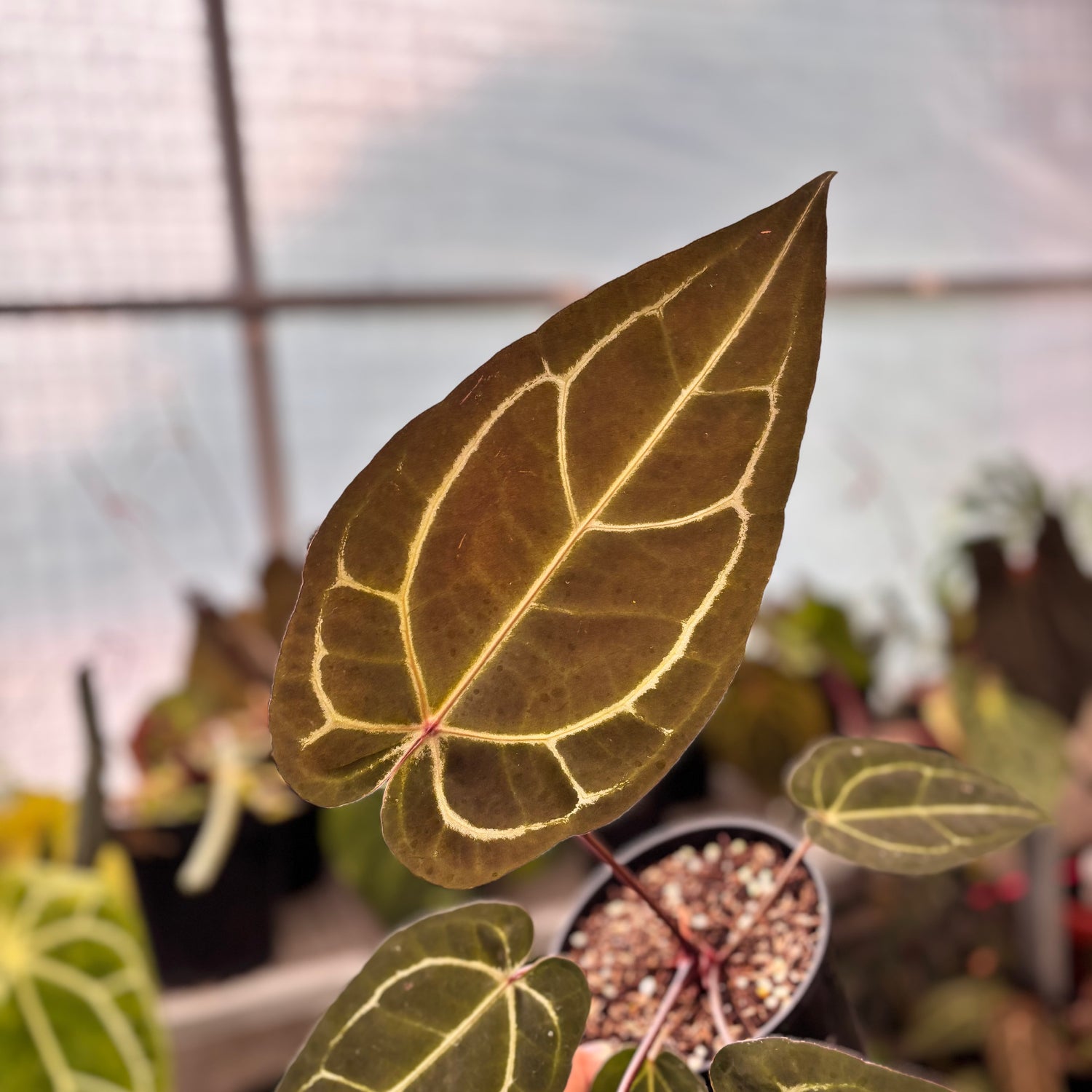 Anthurium Michelle Variegated x Michelle Red Velvel Cake Big Size