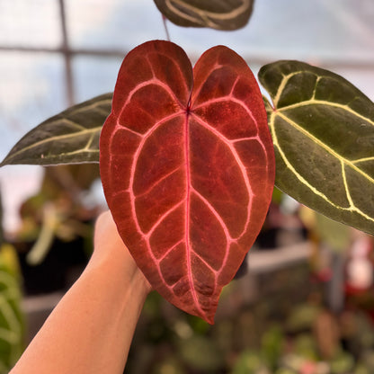 Anthurium Michelle Variegated x Michelle Red Velvel Cake Big Size