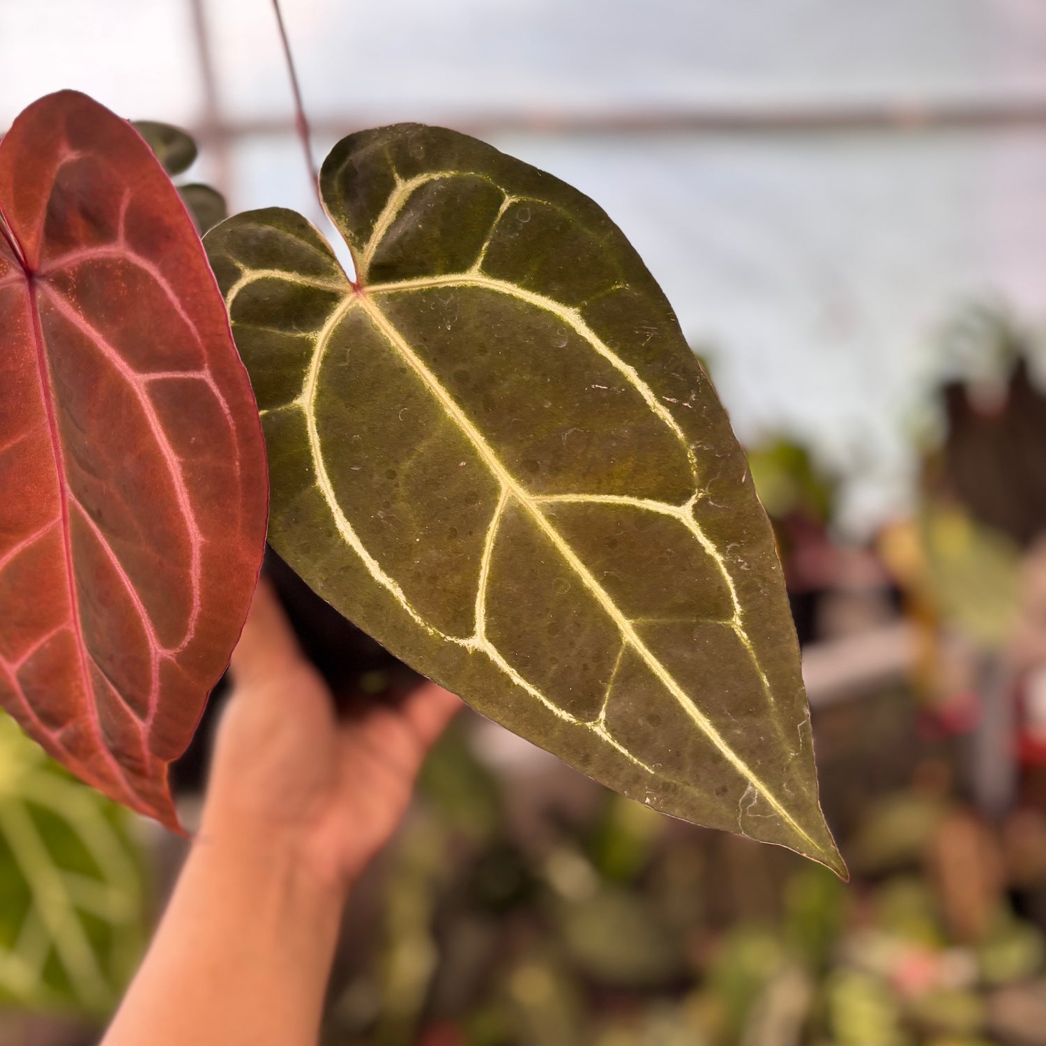 Anthurium Michelle Variegated x Michelle Red Velvel Cake Big Size