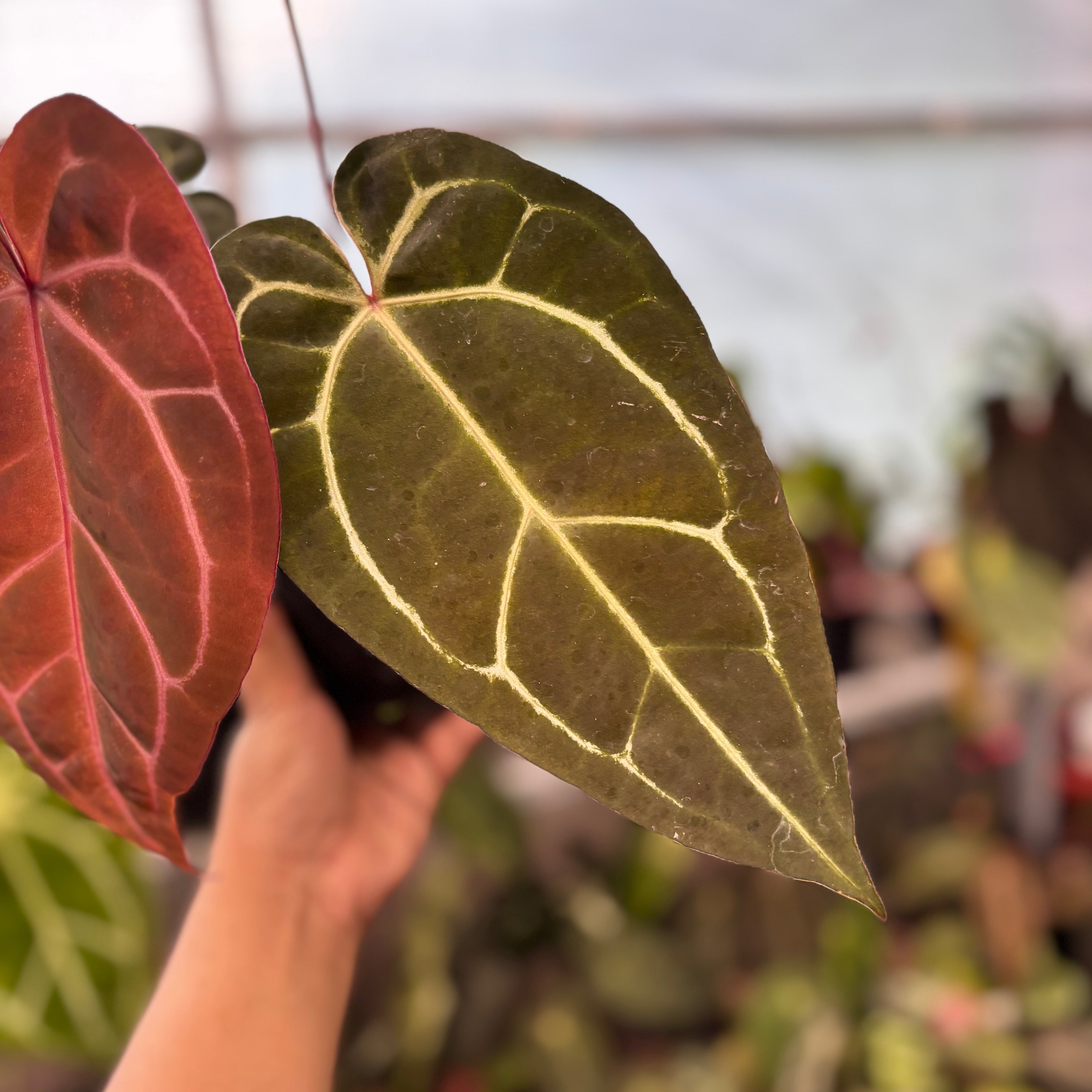 Anthurium Michelle Variegated x Michelle Red Velvel Cake Big Size
