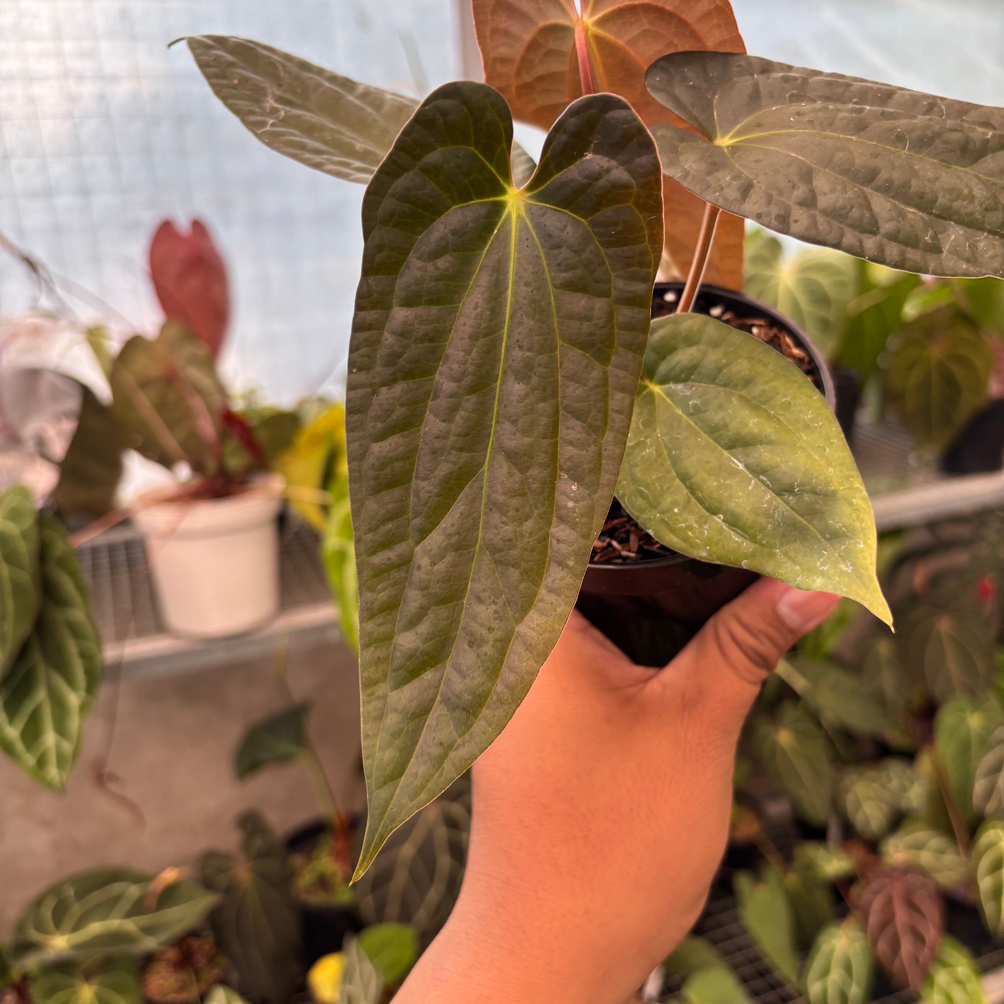 Anthurium FS x Luxu